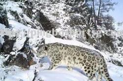 平博-新疆雪豹异军突起，崭露头角